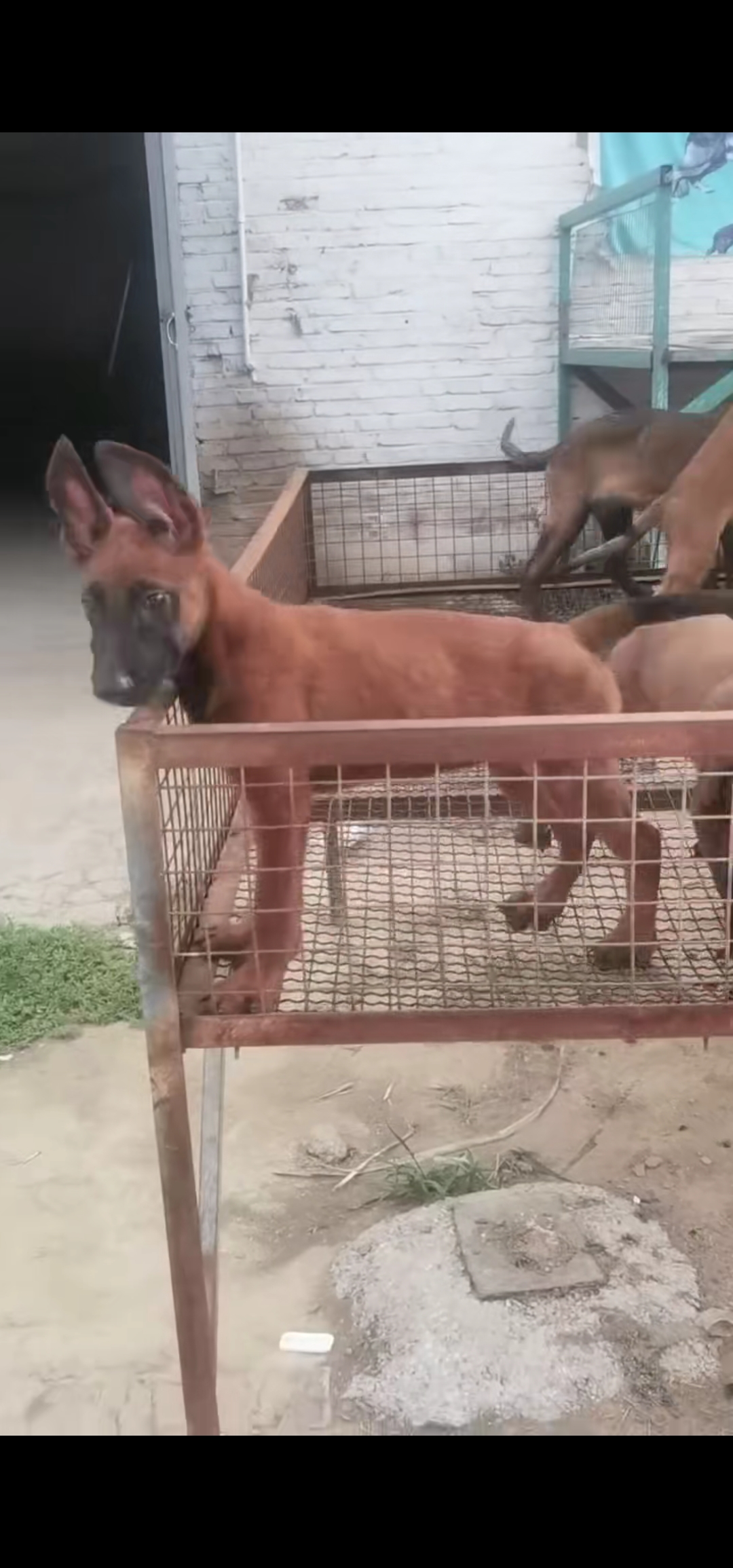 马犬，公母都有。月份齐全，喜欢的私信我
